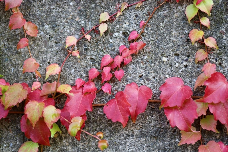 Climbing Vines