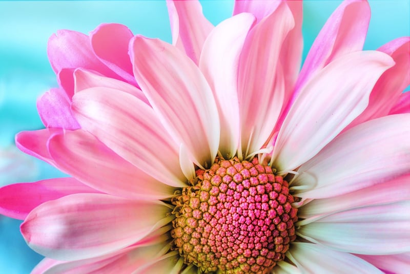 Colorful Blooms