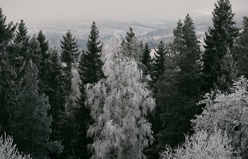 Evergreen Trees