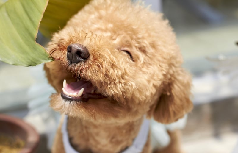 Pet-friendly Varieties
