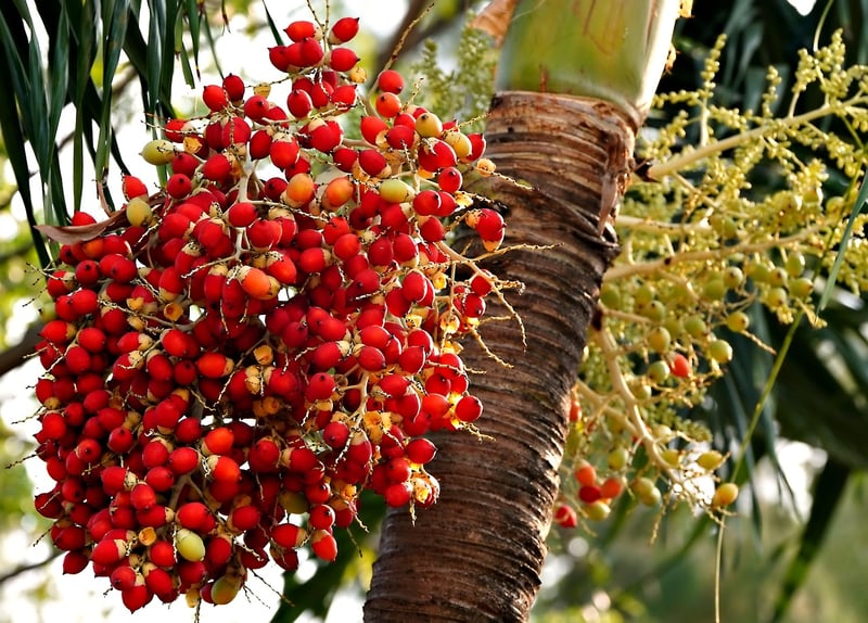 Areca Palm