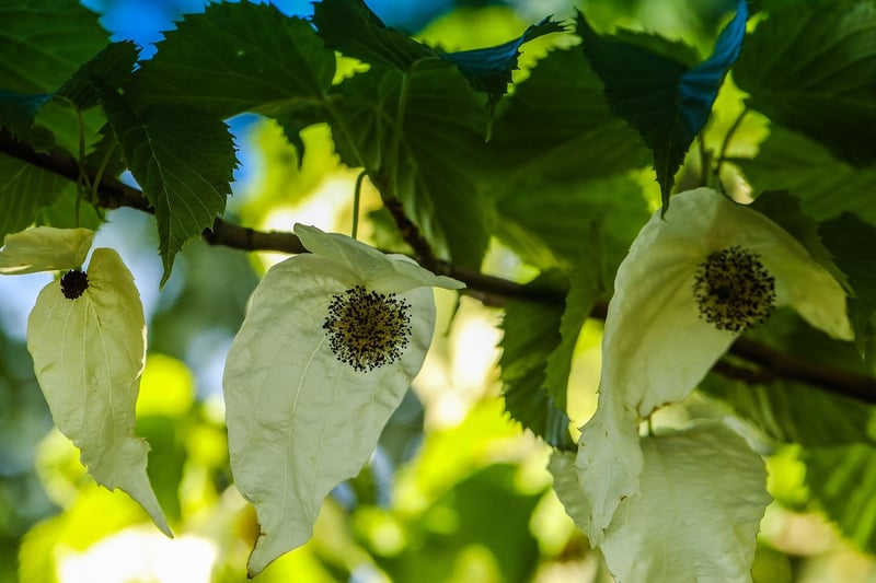 Friendship Plant