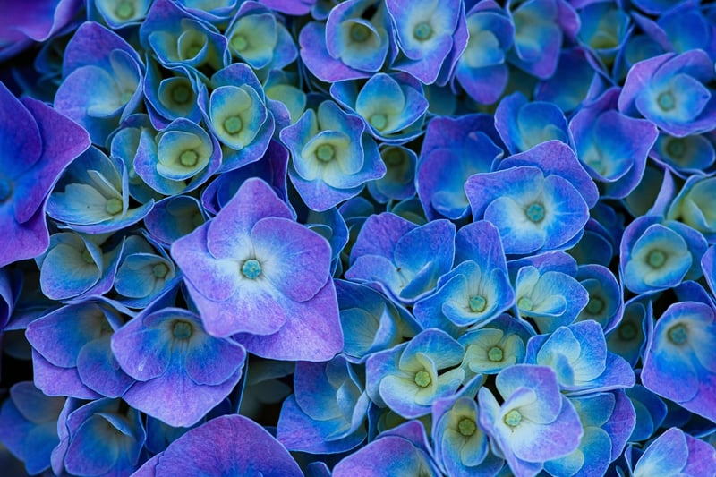 Hydrangeas Flowers