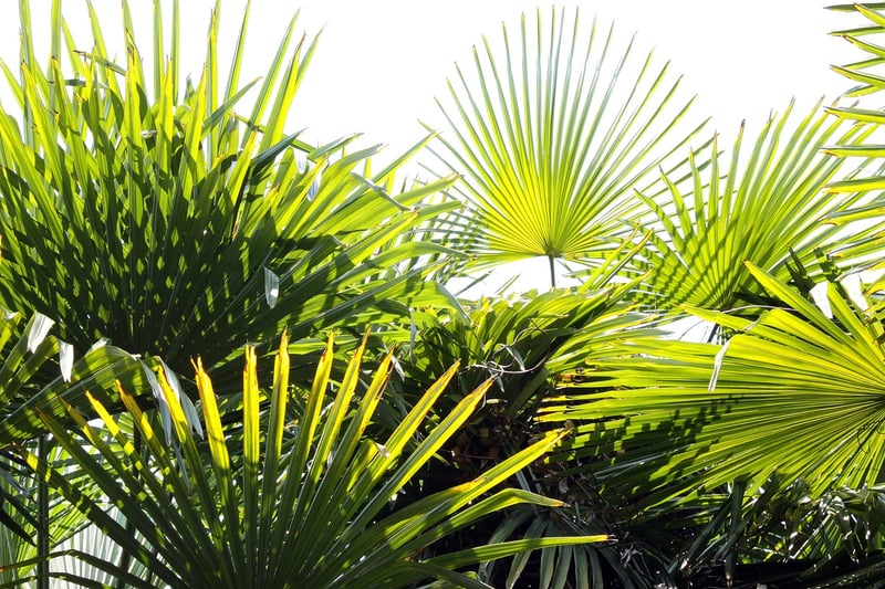 Parlor Palm