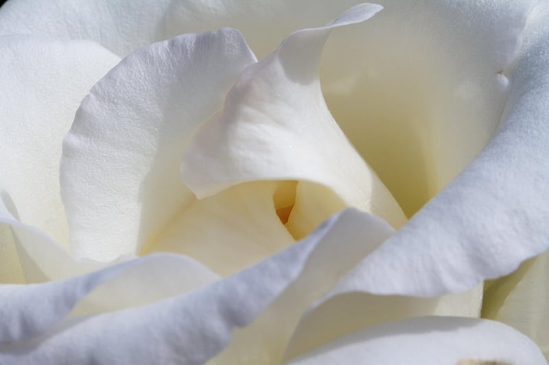 Rose Flower