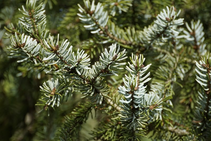 Spruce Trees